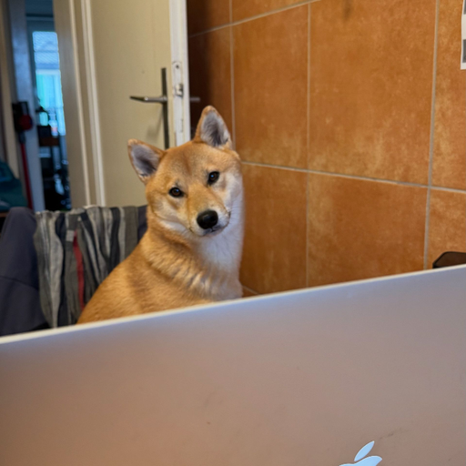 Bilan comportemental